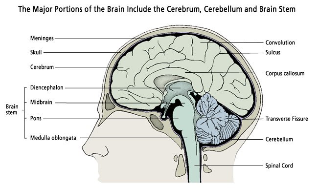 Brain Anatomy | Princeton Brain and Spine